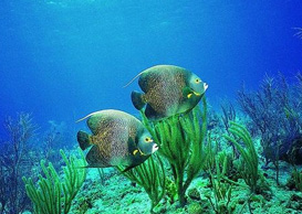 環(huán)境影響評(píng)價(jià)、排污許可證、應(yīng)急預(yù)案